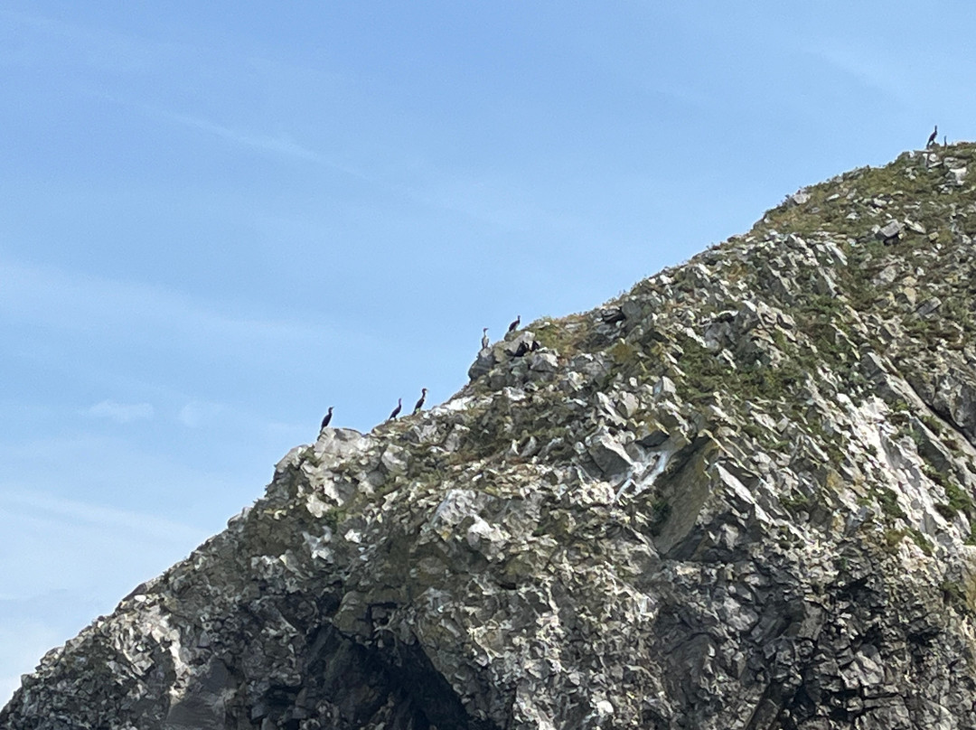 Saundersfoot Sea Safari-桑德斯富特必去景点
