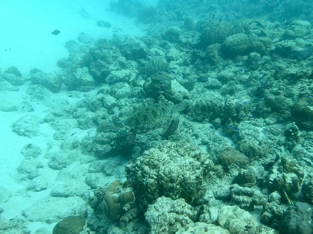 Bigorno Diving Center Mauritius-卓欧毕雪必去景点