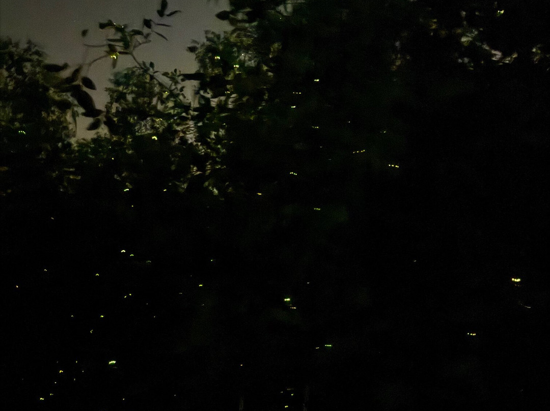 Matang Mangrove Forest Reserve-Kuala Sepetang必去景点