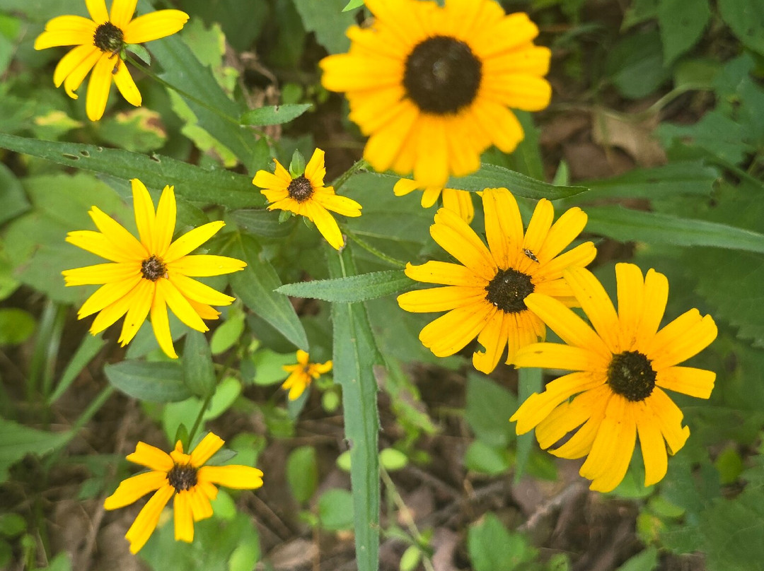 Hopewell Indian Mounds