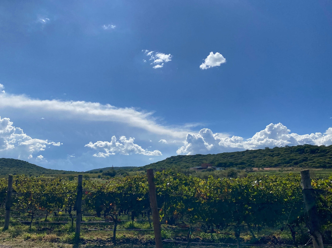 Viñedo Puerta Del Lobo-El Marques Municipality必去景点