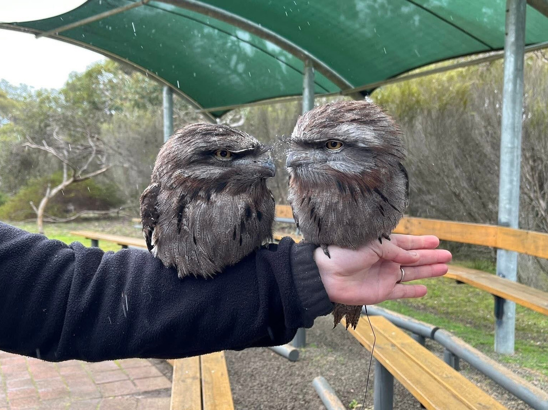 Raptor Domain-Seal Bay必去景点