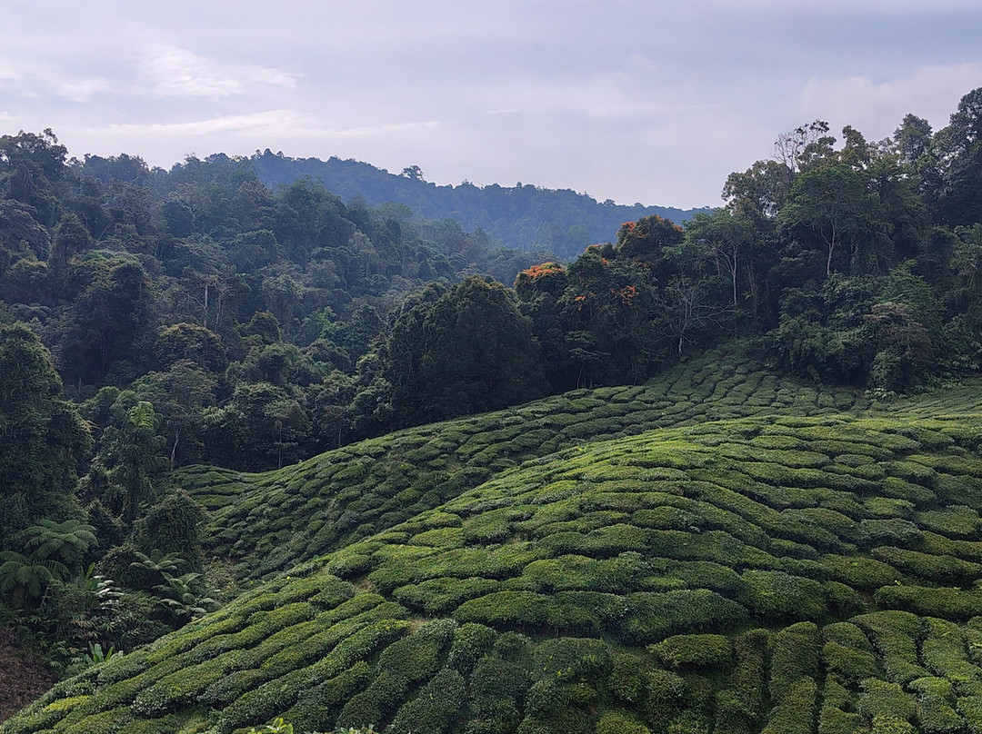 Cameron Valley Tea-丹那拉塔必去景点