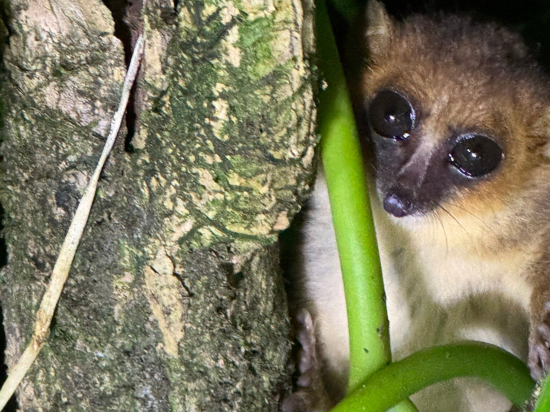 Masoala Safaris-Maroantsetra必去景点