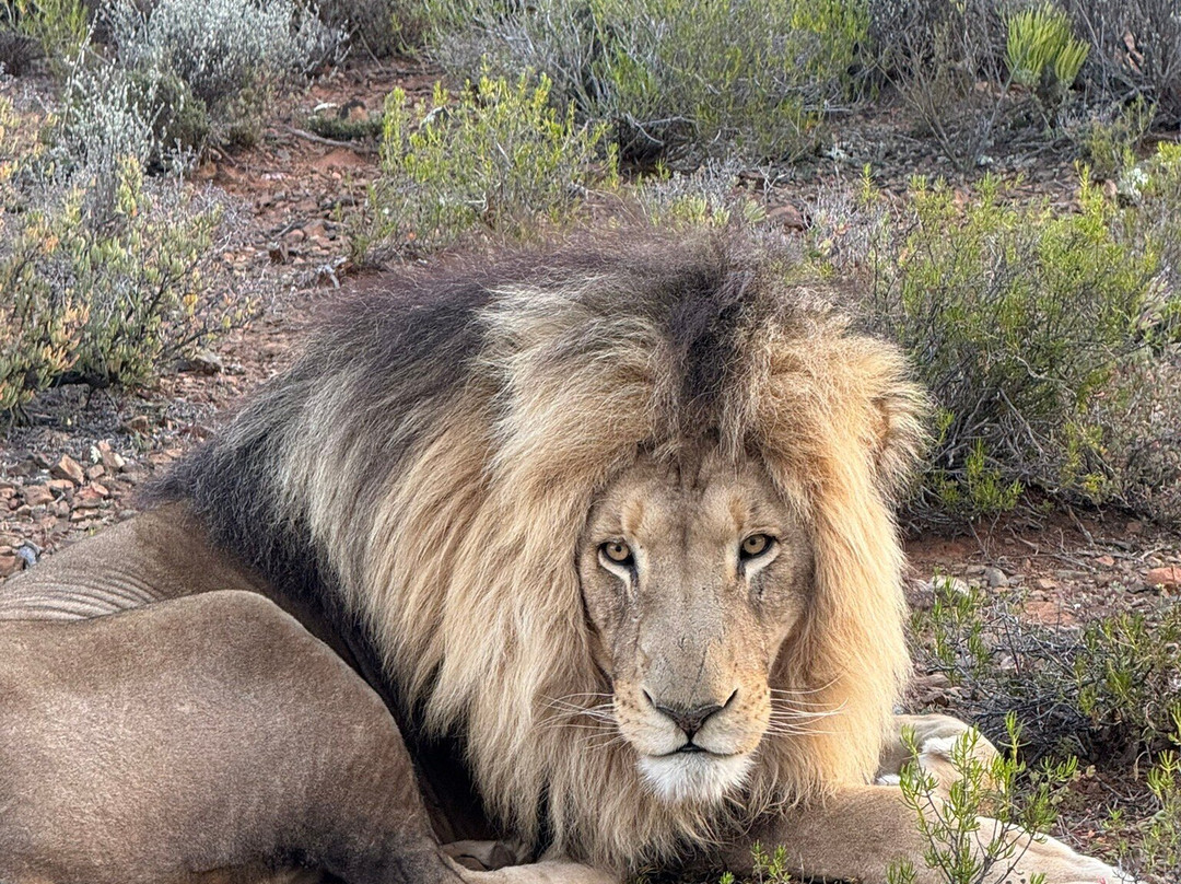 Mont Eco Game Reserve主图