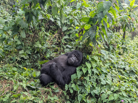 Buyaga Safaris Ltd-坎帕拉必去景点