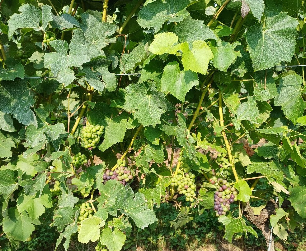 Langham Wine Estate Vineyard-多切斯特必去景点