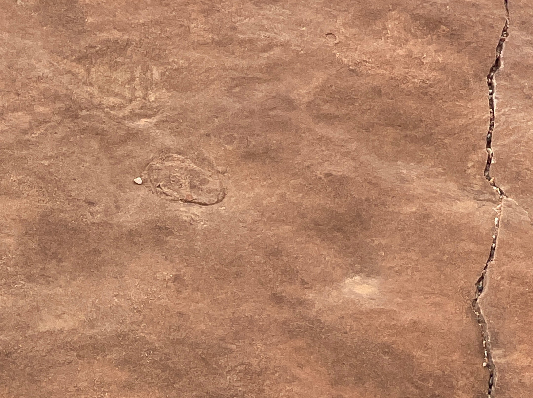 Nilpena Ediacara National Park-null必去景点