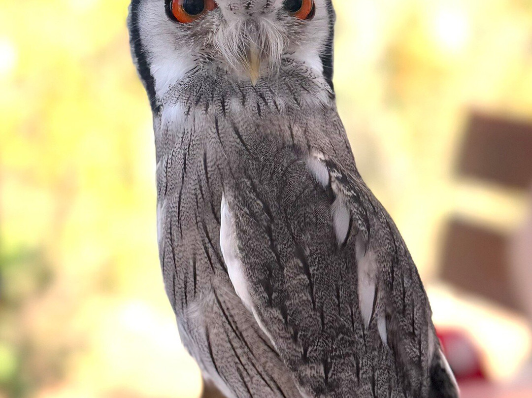 Avian Behavior International-埃斯孔迪多必去景点