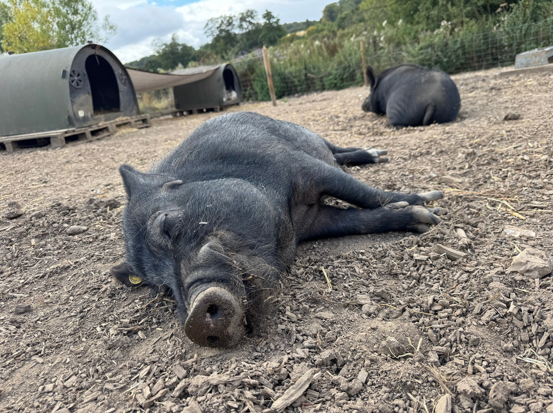 Kew Little Pigs Farm Ltd-Amersham必去景点