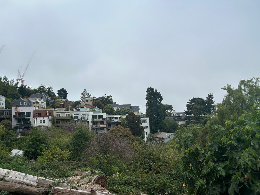 Mount Sutro Forest-旧金山必去景点