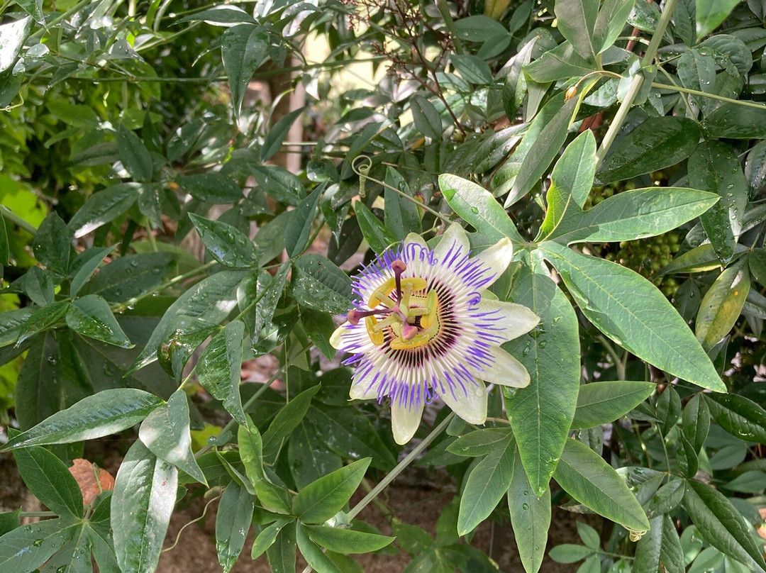 Quinta Travessa主图