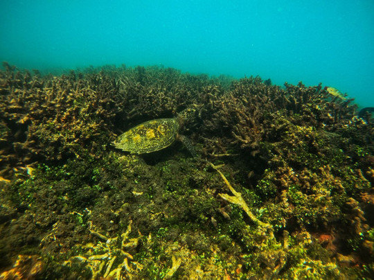 Hikkadivers 5* dive center in hikkaduwa-希克杜沃必去景点