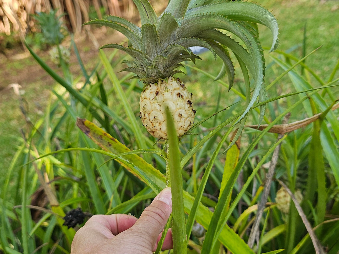 Cabañas los Colibris主图
