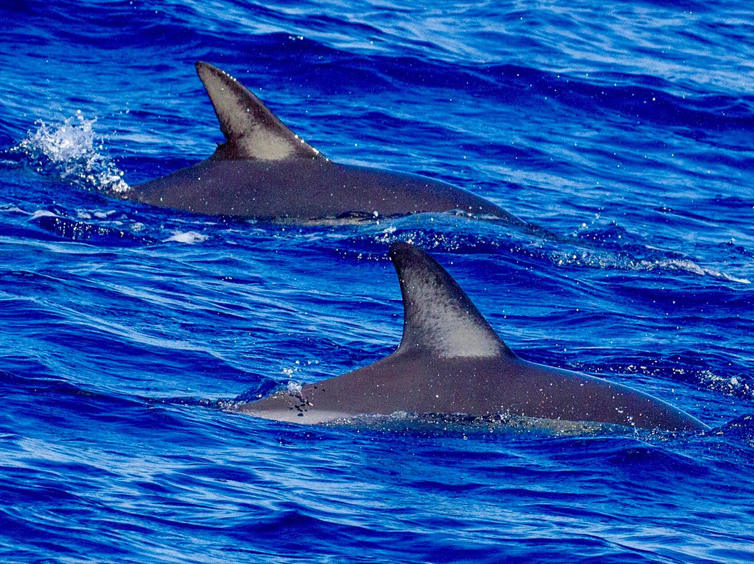 ARGO III - Skiathos for Sailing-斯亚索斯必去景点