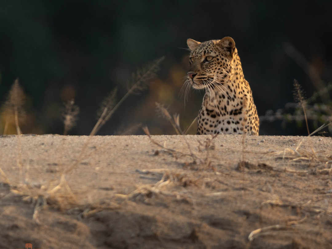 Wild Eye-弗维斯必去景点