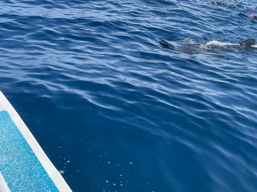 海洋观鲸鲨之旅-坎昆必去景点