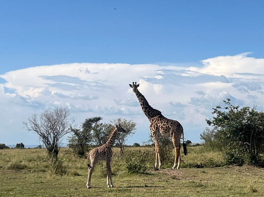 Bontel Adventures-内罗毕必去景点