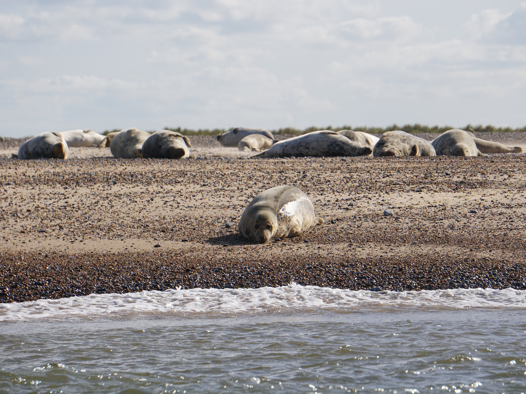 Bishops Boats Seal Trips-布莱克尼必去景点