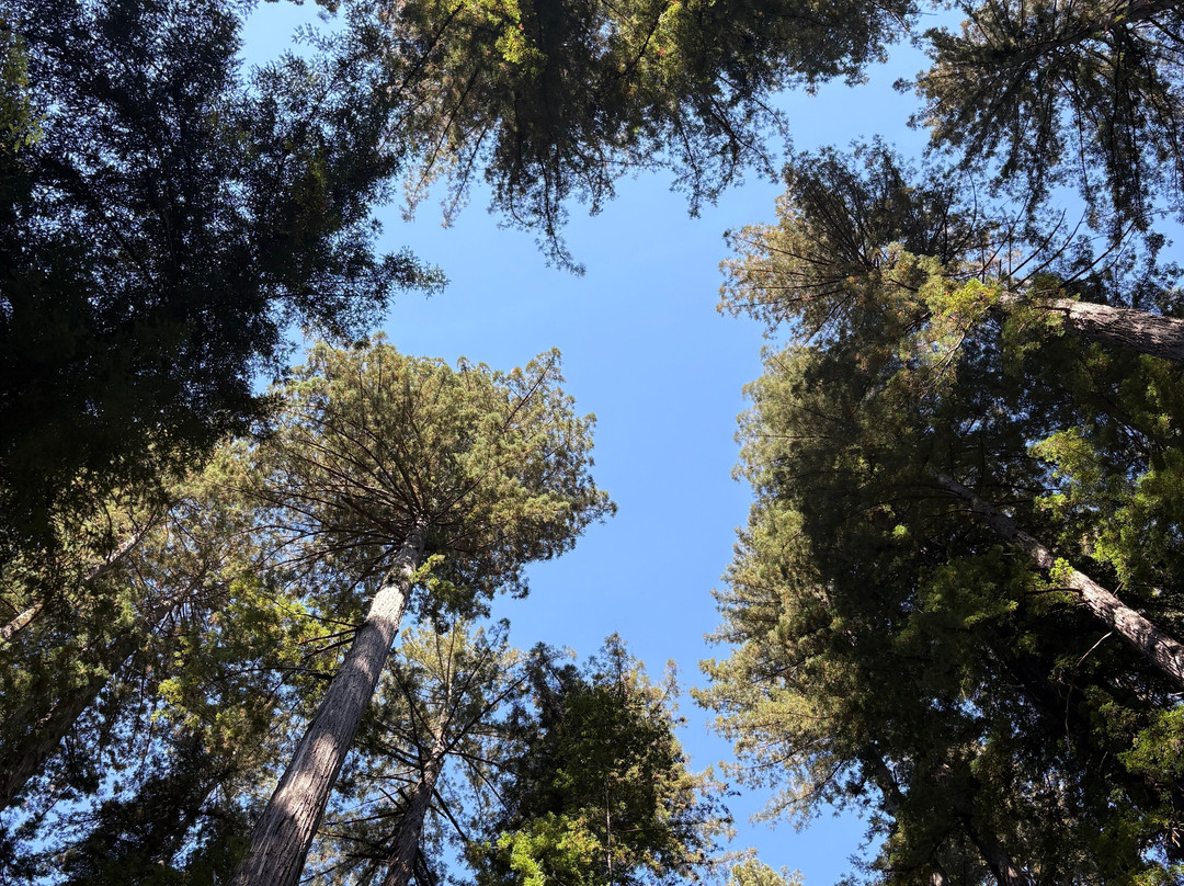 Armstrong Redwood State Reserve-Guerneville必去景点