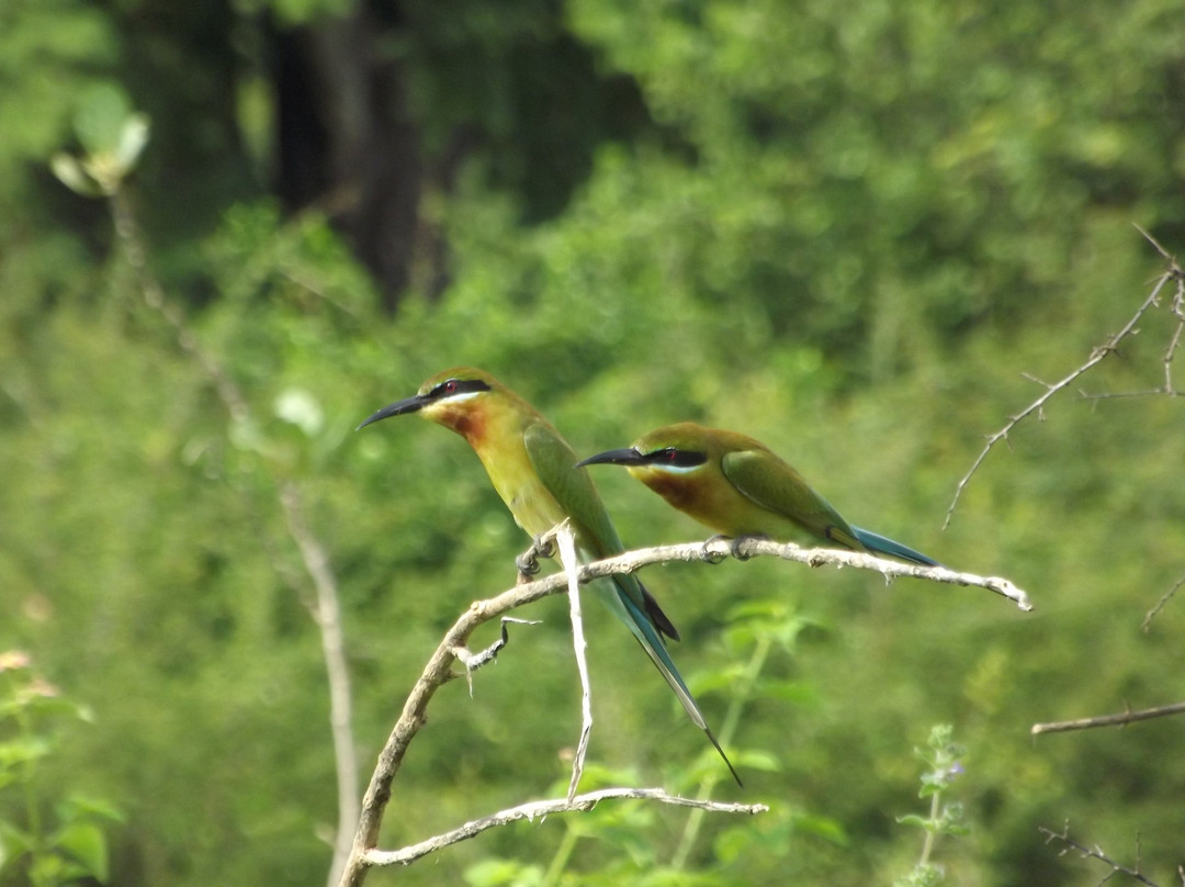Udawalawe Trails-乌达瓦拉瓦必去景点