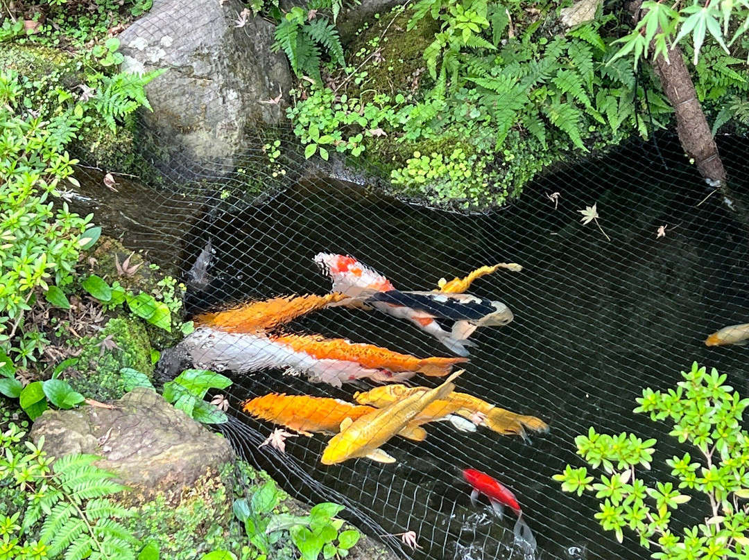 Hokoku-ji Temple Bamboo Grove-镰仓市必去景点