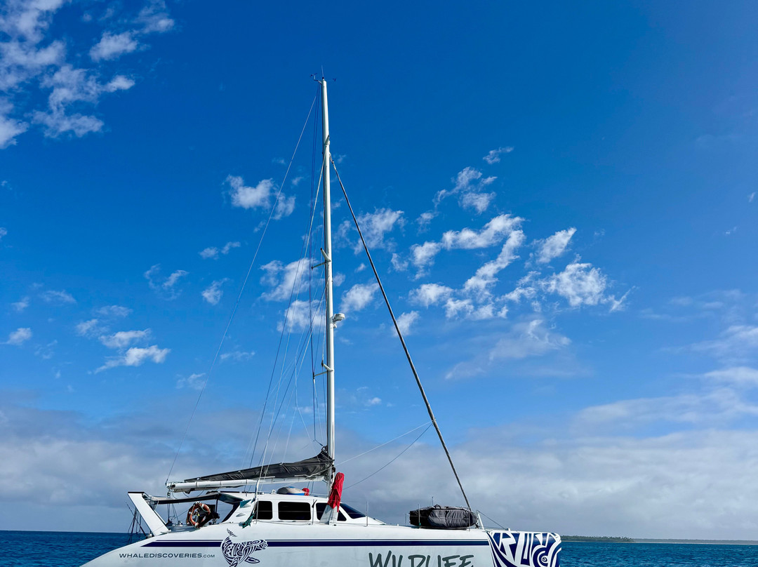 Whale Discoveries-Ha'apai Islands必去景点