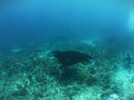 Alpha Dive Team - Bali Chapter-登巴萨必去景点