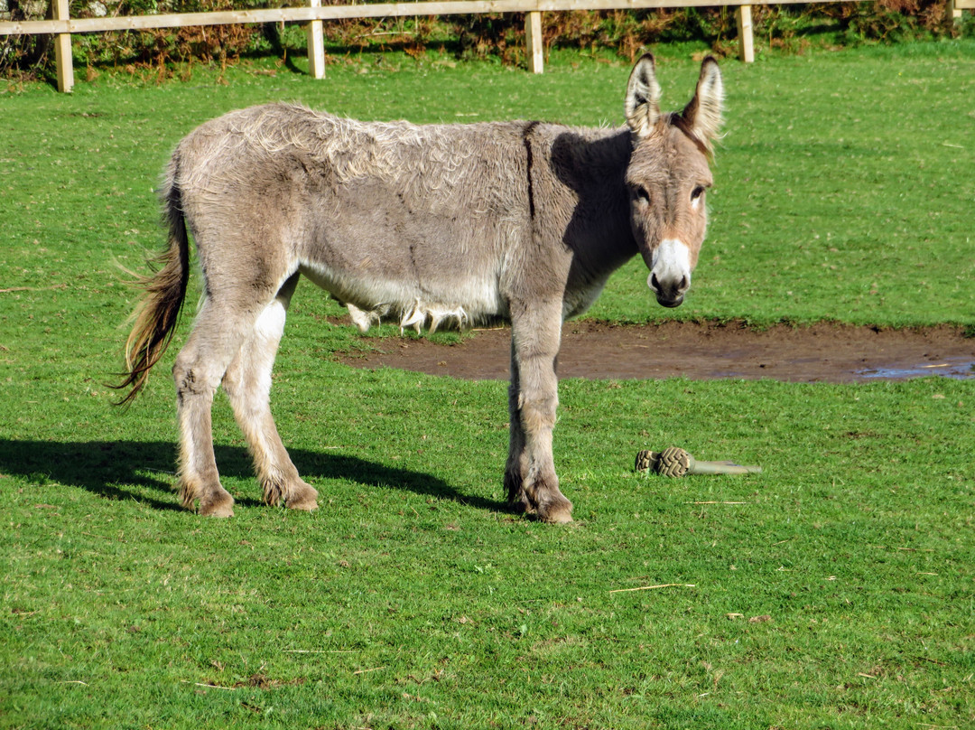 The Flicka Foundation - Donkey Sanctuary-Penryn必去景点