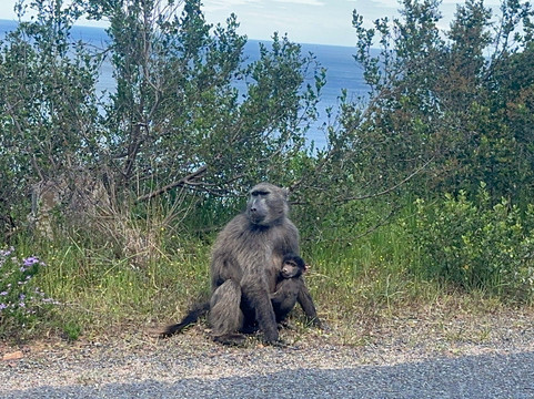 Cape Town In A Nutshell-开普敦中心区必去景点