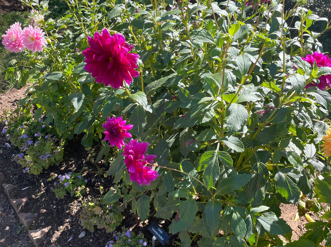 Annapolis Royal Historic Gardens-安纳波利斯罗亚尔必去景点