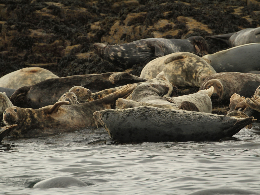 Serenity Farne Island Boat Tours-Seahouses必去景点