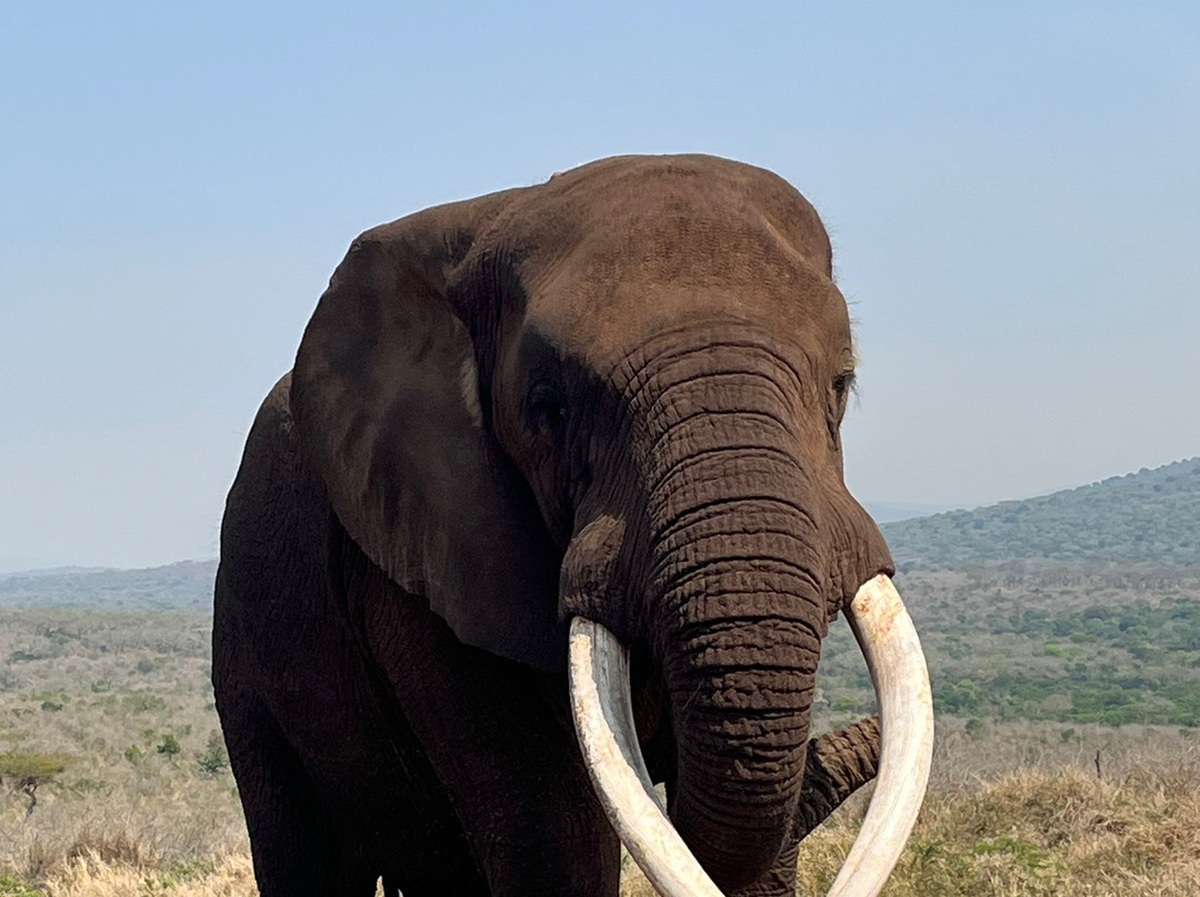 Bayete Zulu Boutique Lodge主图