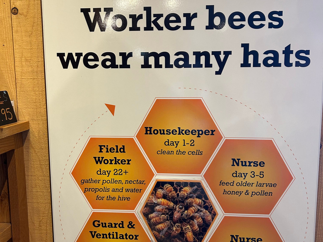 Honeyville-杜兰戈必去景点