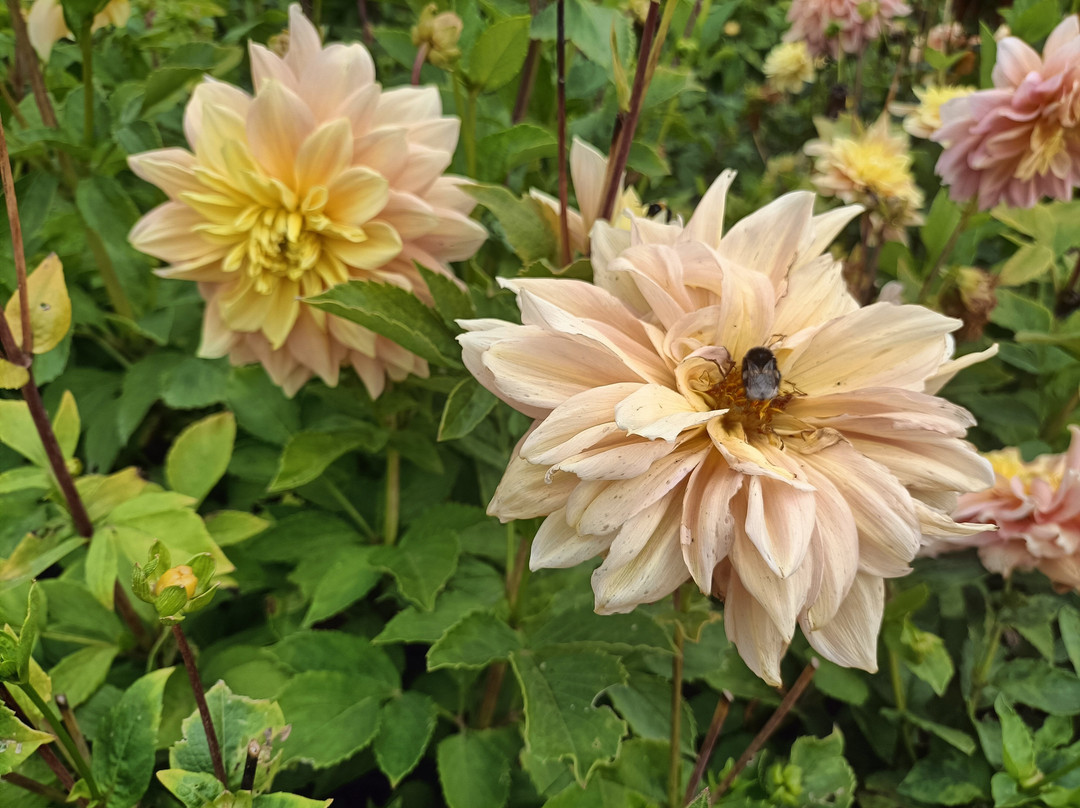 阿莱曼殖民博物馆-Frutillar必去景点