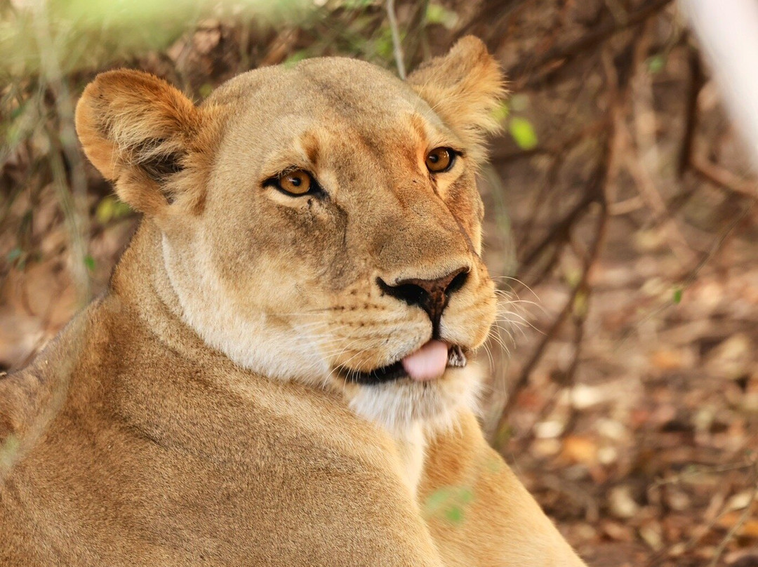 Gondwana Tours & Safaris-马翁必去景点