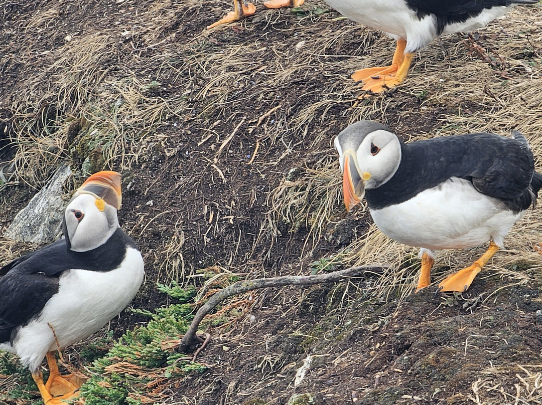 The Elliston Puffin Site-Elliston必去景点