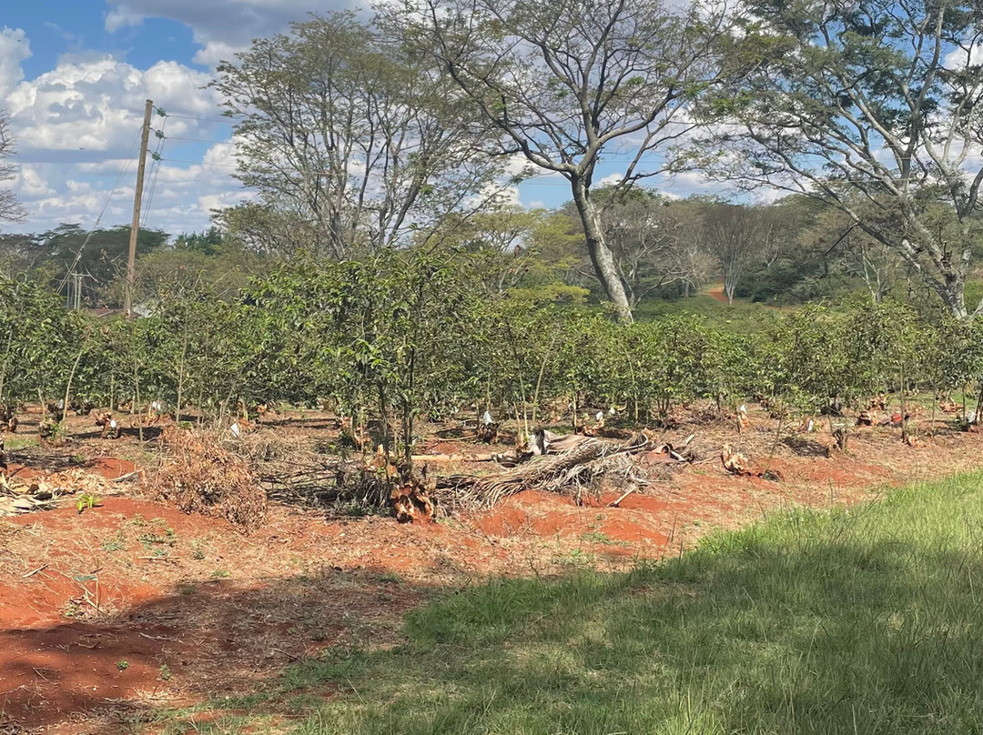 Fairview Coffee Estate-内罗毕必去景点