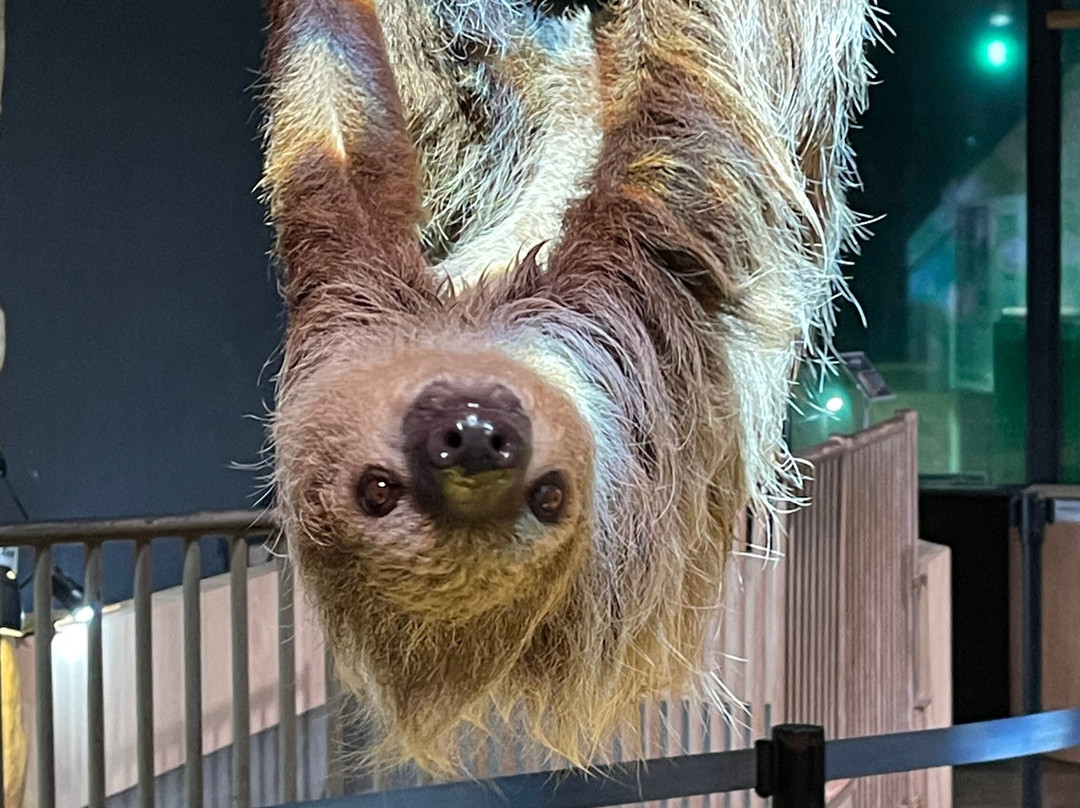 Dmm Kariyushi Aquarium-丰见城市必去景点