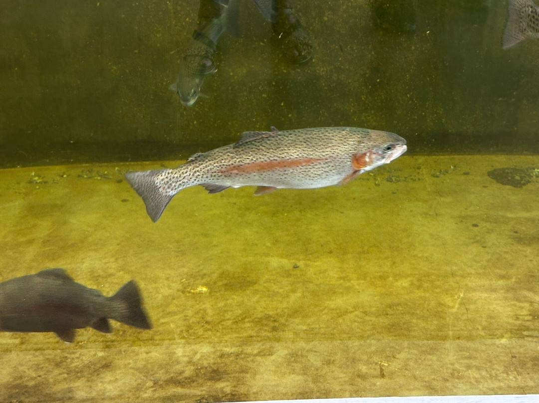Shepherd of the Hills Fish Hatchery-布兰森必去景点