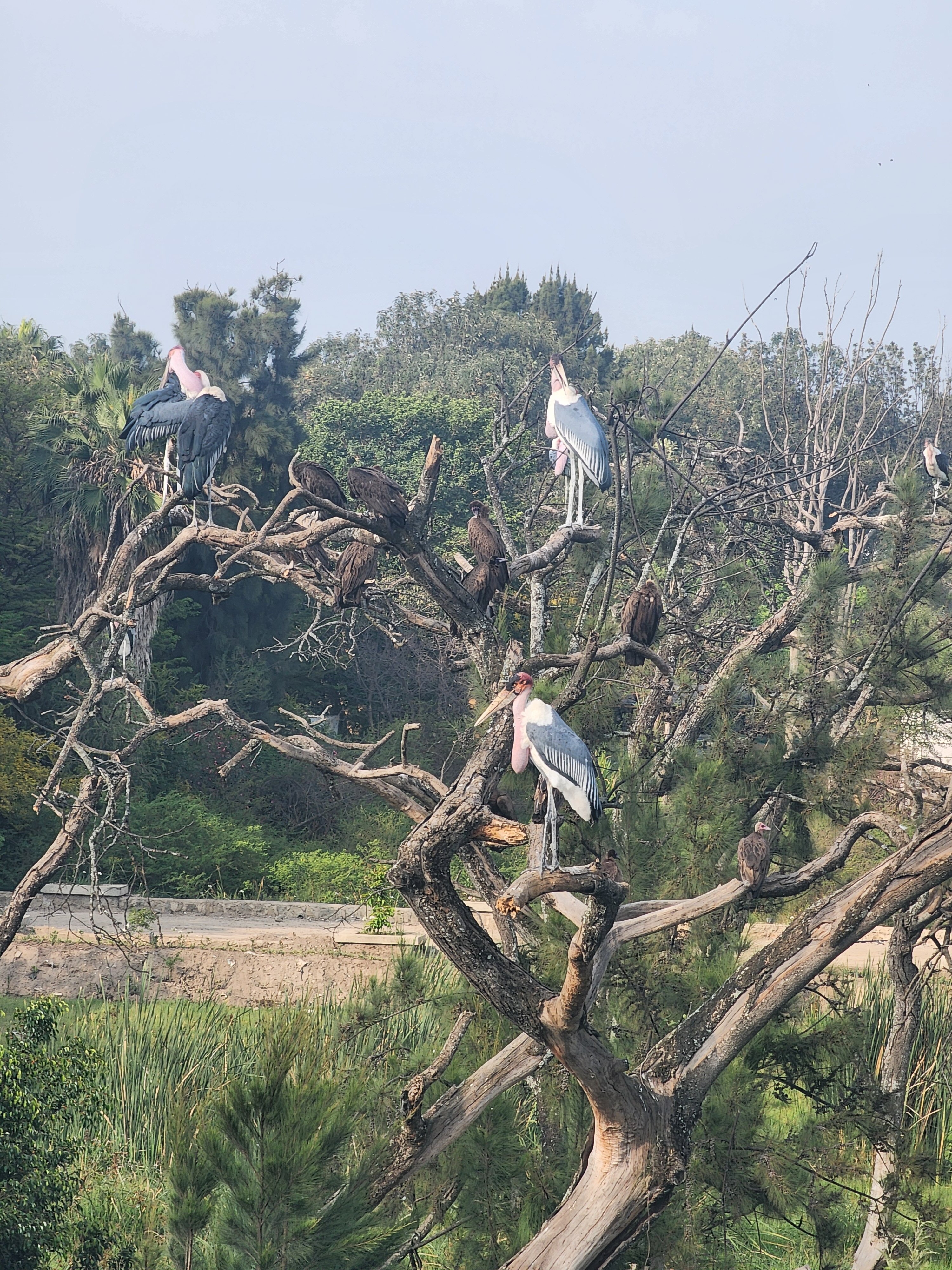 Hawassa Lake View Hotel-官方