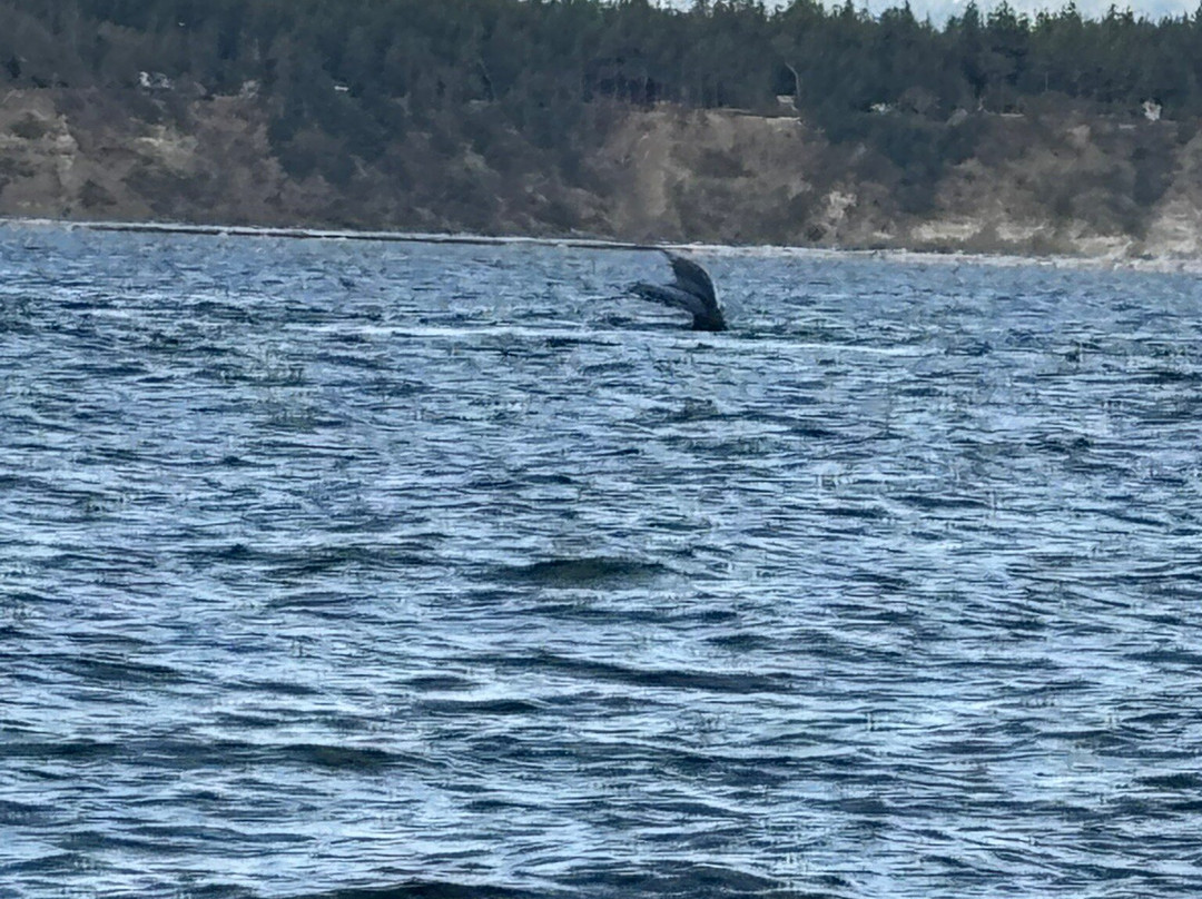 Wild Waterways Adventures-Quathiaski Cove必去景点