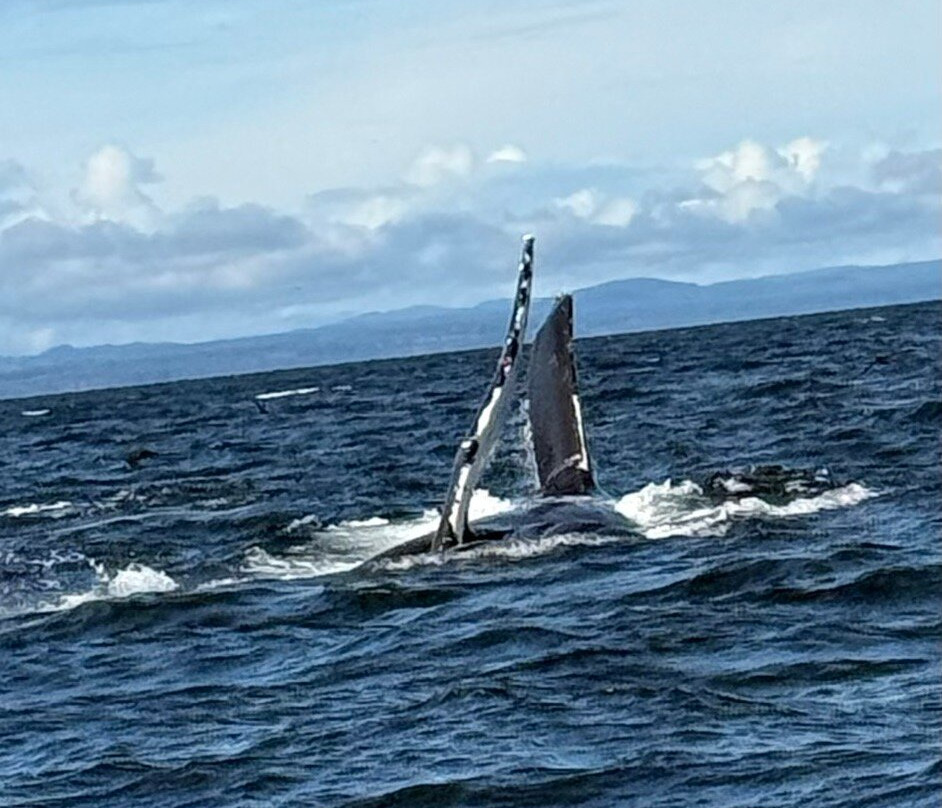 Wild Waterways Adventures-Quathiaski Cove必去景点