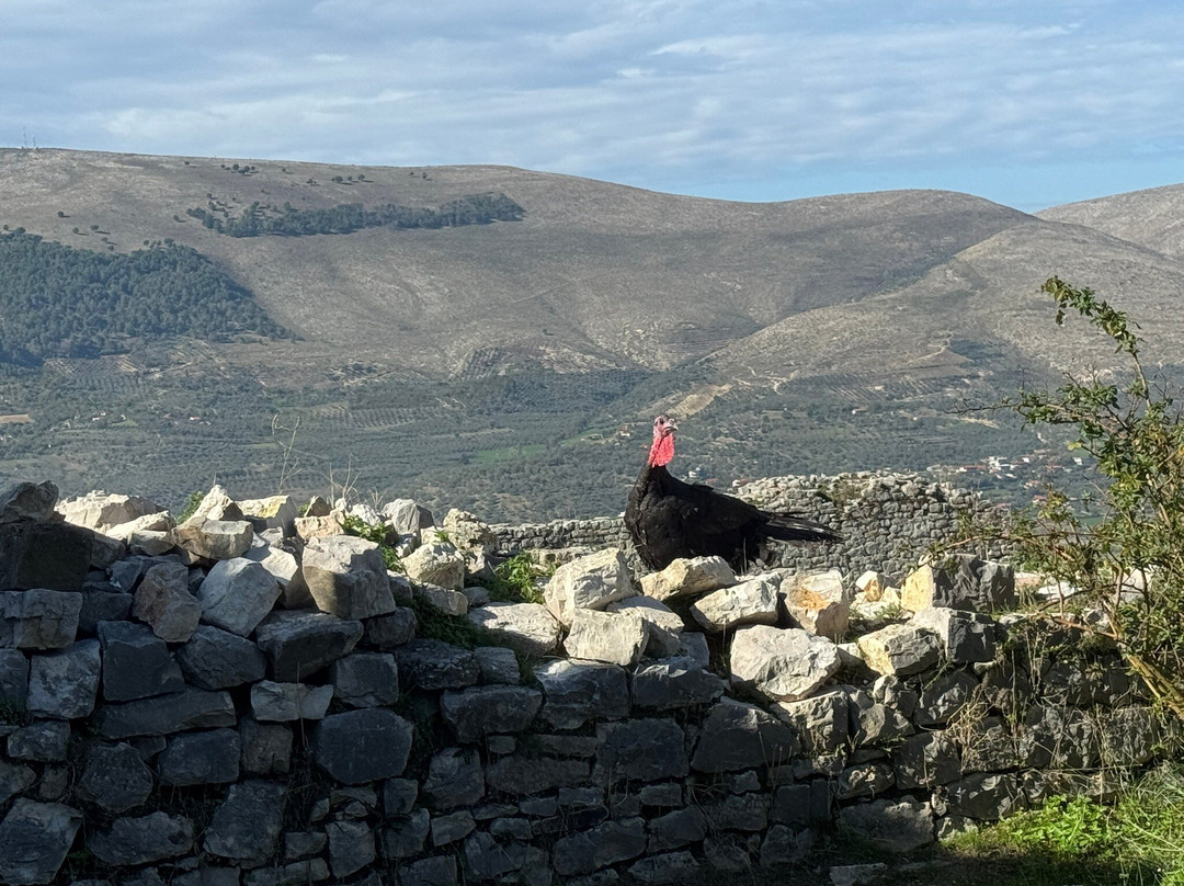 Berat Castle-培拉特必去景点