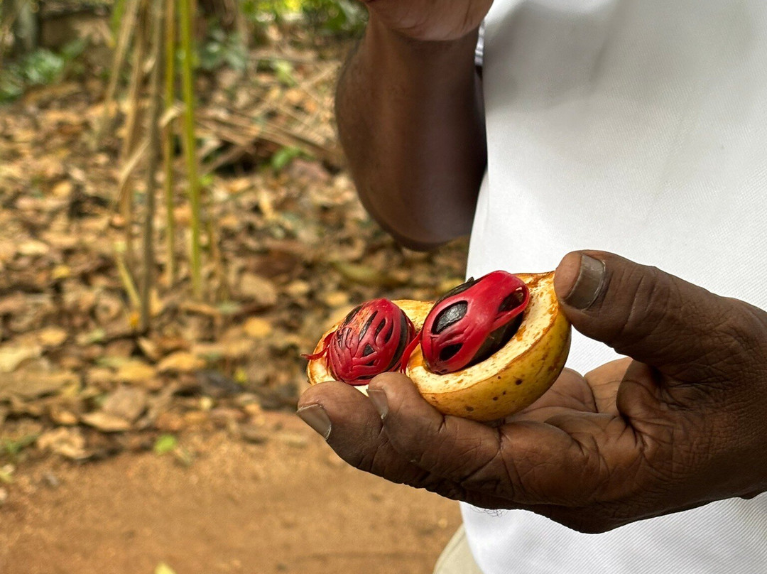 Ranweli Spice Garden-Matale必去景点