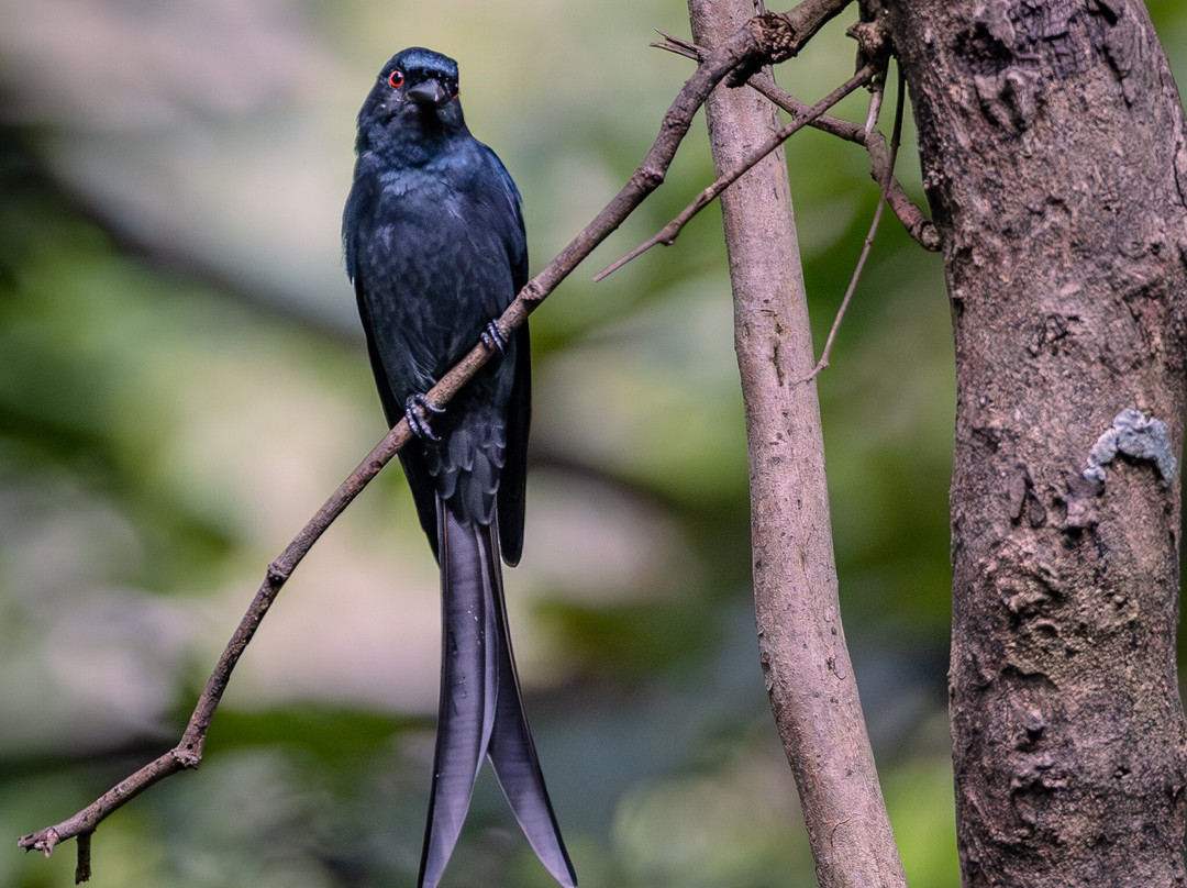 Jungle Buddies Tours-孟买必去景点
