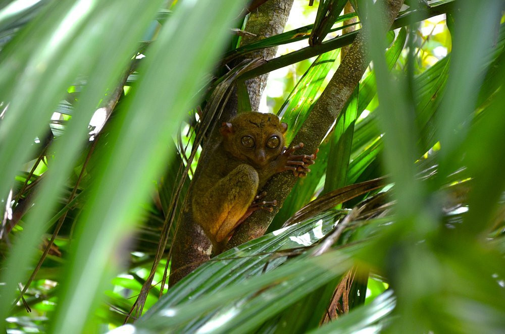 菲律宾眼镜猴及野生动物保护区-Corella必去景点