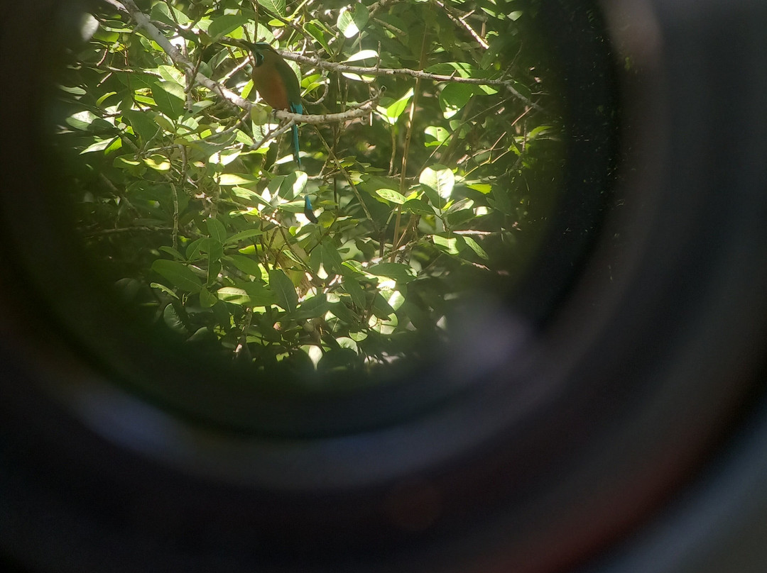 Birding with Steven-普拉亚德尔卡曼必去景点