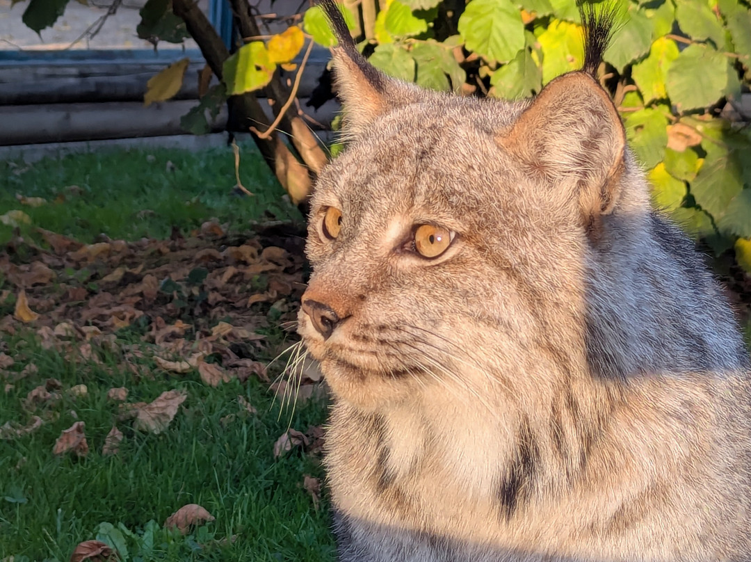 Le Domaine des Fauves-Les Abrets必去景点