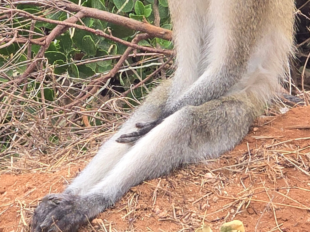 SavanaBeat - Safari & Tour in Kenya-瓦塔木必去景点